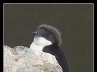 Młody, nie do końca opierzony pingwin wygląda jakby miał stylowy berecik